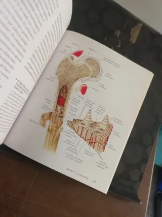 Anatomia fisiologica