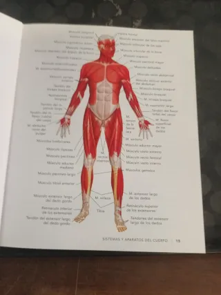 Anatomia fisiologica