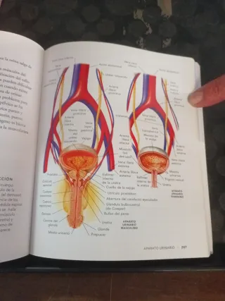 Anatomia fisiologica