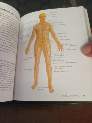 Anatomia fisiologica