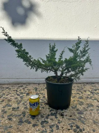Prebonsai Junipero Itoigawa bonsai