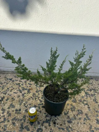 Prebonsai Junipero Itoigawa bonsai