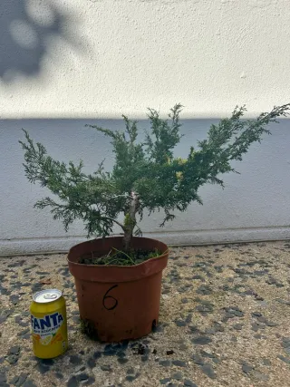 Prebonsai Junípero Itoigawa bonsai