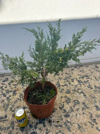Prebonsai Junípero Itoigawa bonsai