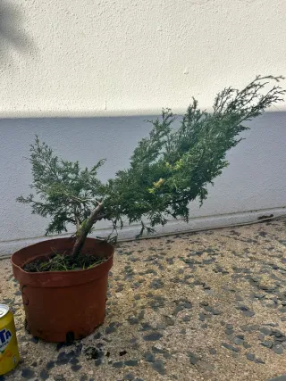Prebonsai Junípero Itoigawa bonsai