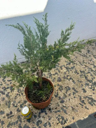 Prebonsai Junípero Itoigawa bonsai