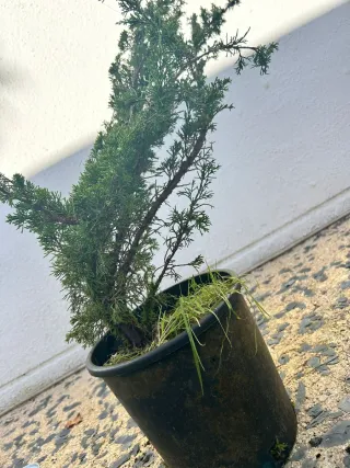 Prebonsai Junípero Itoigawa bonsai