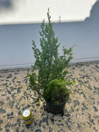 Prebonsai Junípero Itoigawa bonsai
