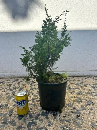 Prebonsai Junípero Itoigawa bonsai