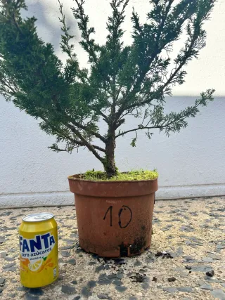 Prebonsai Junípero Itoigawa bonsai.