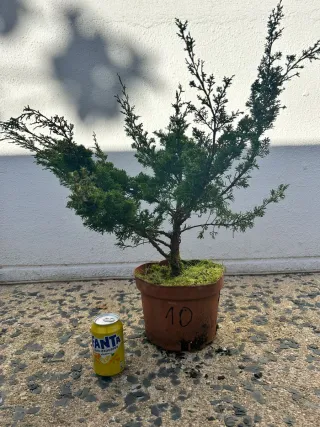 Prebonsai Junípero Itoigawa bonsai.