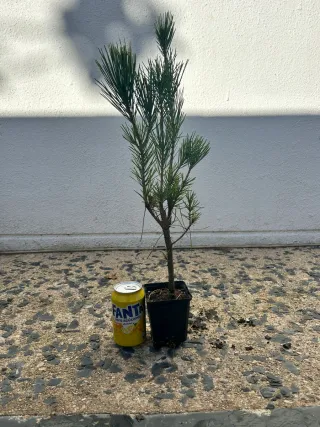 Prebonsai Pino Thunbergii.