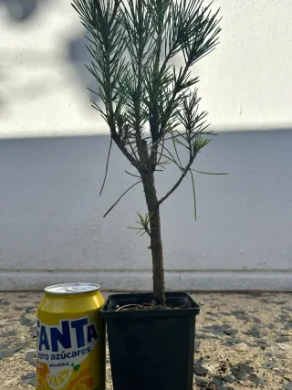 Prebonsai Pino Thunbergii.