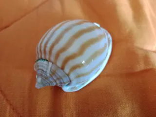 Caracola Phalium flamiguerum