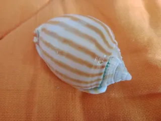 Caracola Phalium flamiguerum