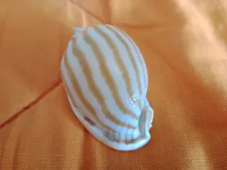 Caracola Phalium flamiguerum