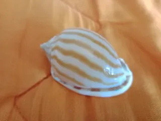 Caracola Phalium flamiguerum