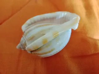 Caracola Phalium flamiguerum