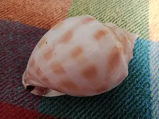 Caracola Phalium Bandatum