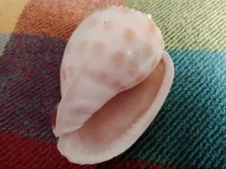 Caracola Phalium Bandatum