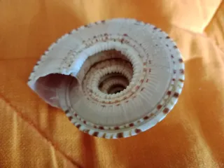 Caracola Arquitectónica Perspectiva