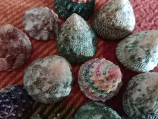 Lote Caracolas Pirámide