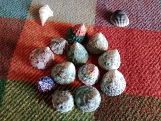 Lote Caracolas Pirámide