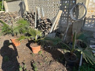 Palmera Washingtonia en Maceta