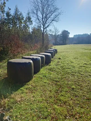 Rulos/bolas de hierba