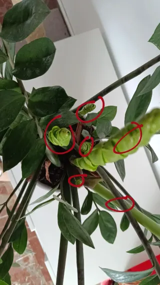 Planta Zamioculcas XL