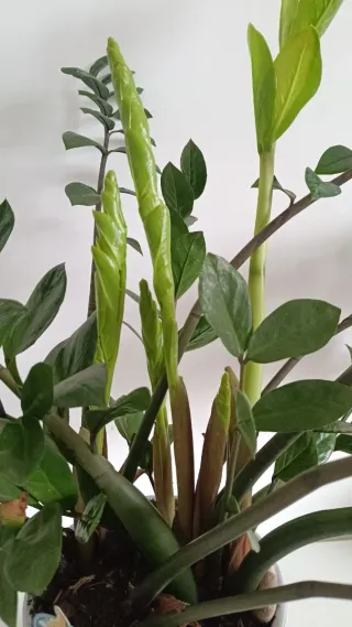 Planta Zamioculcas XL