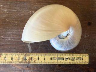 Coppia Nautilus Madreperla