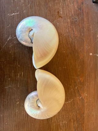 Coppia Nautilus Madreperla