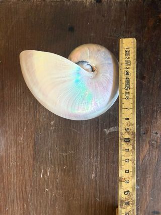 Coppia Nautilus Madreperla