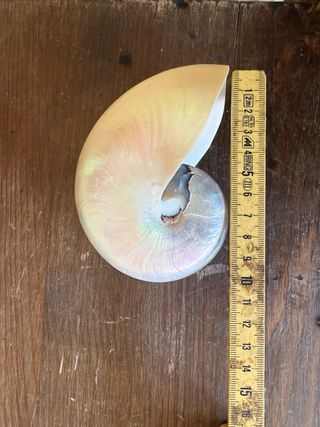 Coppia Nautilus Madreperla