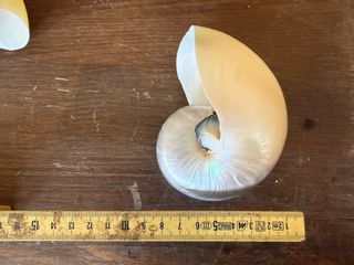 Coppia Nautilus Madreperla