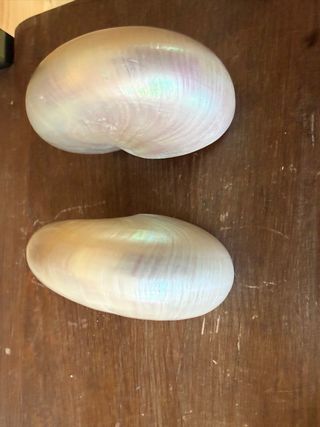 Coppia Nautilus Madreperla