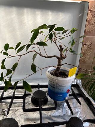 Bonsái Ficus 11 años