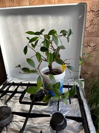 Bonsái Ficus 11 años