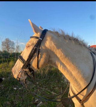 Cabezada inglesa filete y bocado Lexhis
