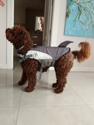 Chaleco salvavidas para perro