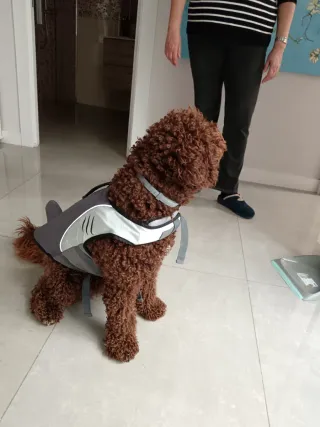 Chaleco salvavidas para perro