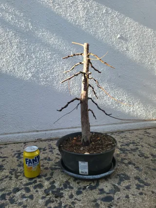 Prebonsai Ciprés de los Pantanos (Taxodium)