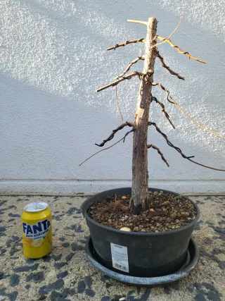 Prebonsai Ciprés de los Pantanos (Taxodium)