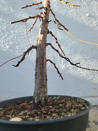 Prebonsai Ciprés de los Pantanos (Taxodium)