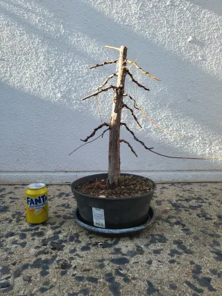 Prebonsai Ciprés de los Pantanos (Taxodium)