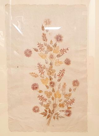 quadro fiori secchi su pergamena cornice cm 85x107