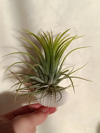 Planta aérea con base