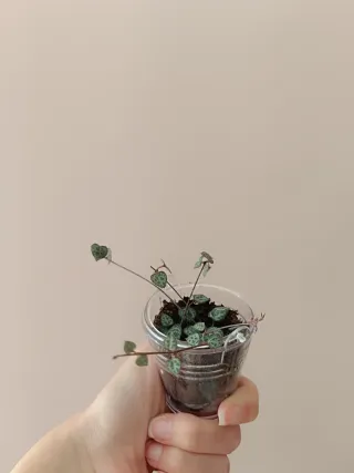 Collar de corazones planta