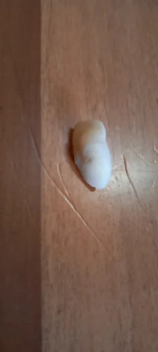 Ossa di corvina per gioielli